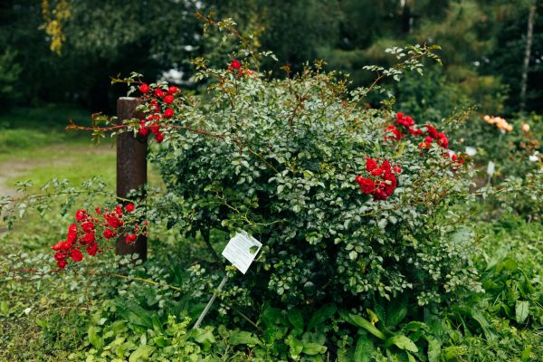 Rose Bush Removal in Stockton