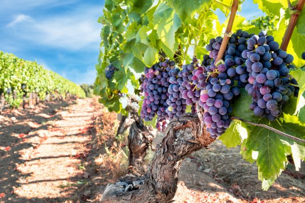Grapevine Pruning in Stockton