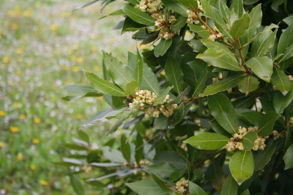 Laurel Trimming in Stockton