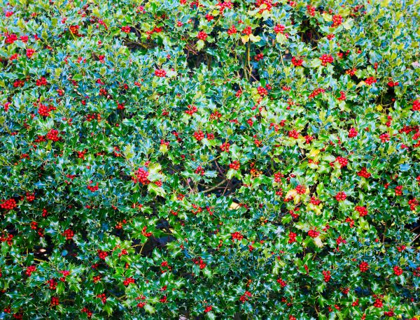 Holly Bush Removal in Stockton