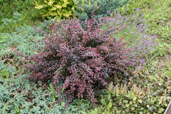 Japanese Barberry Removal in Stockton