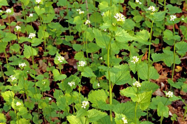 Garlic Mustard Removal in Stockton