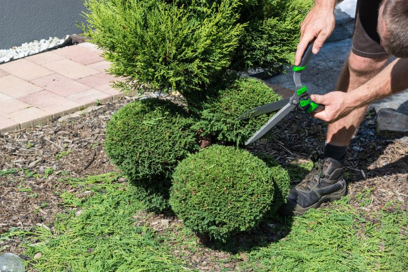 Side Yard Shrub Maintenance