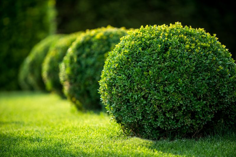 Healthy and Well-Shaped Shrubs