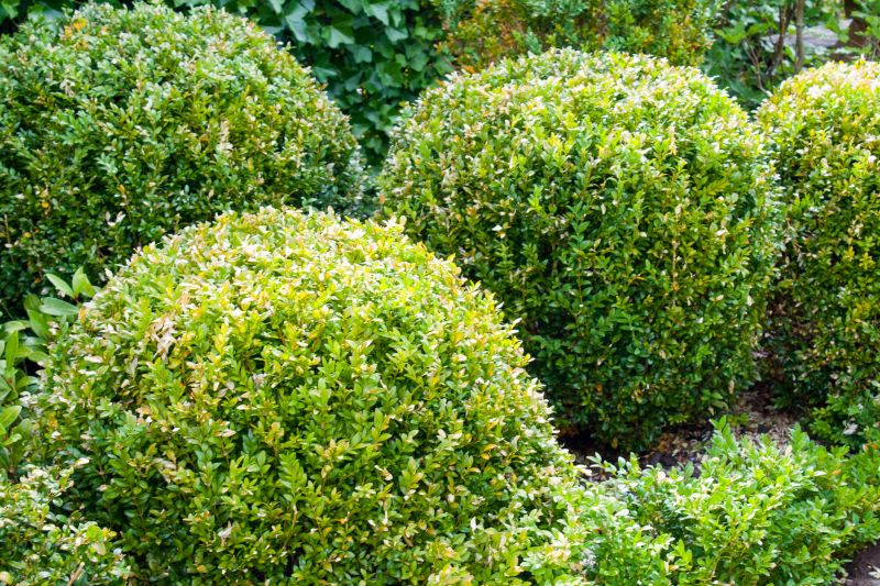 Trimmed Hedge